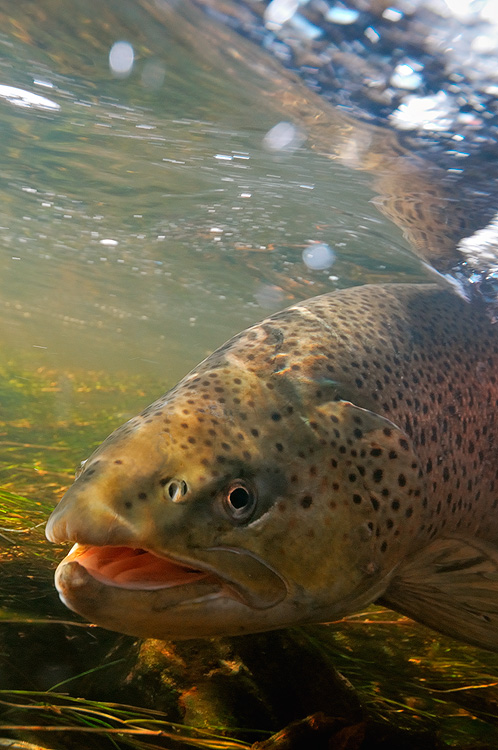 underwater female brown trout vertical