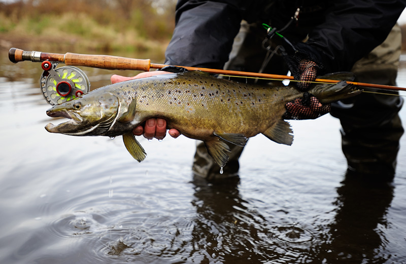 Atlantic Salmon