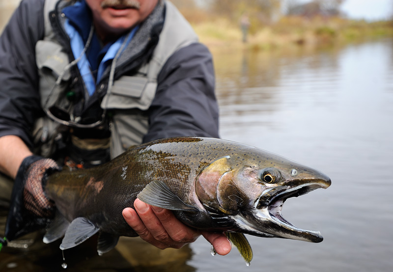 Coho Salmon