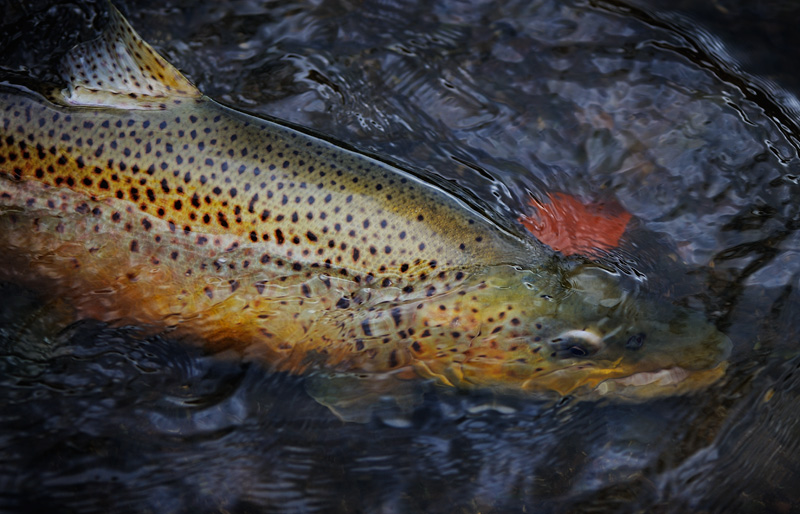 Colorful fall brown trout
