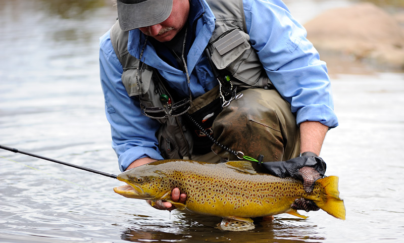 female brown trout