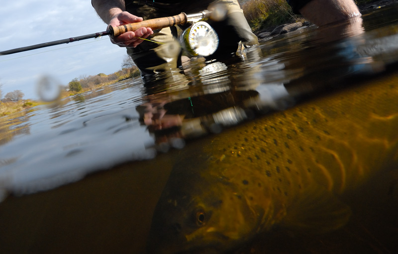 underwater brown trout