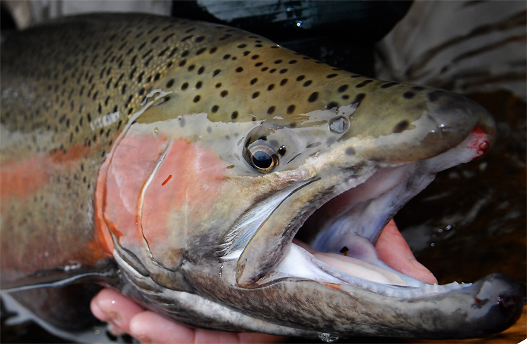 A big fat male brown trout