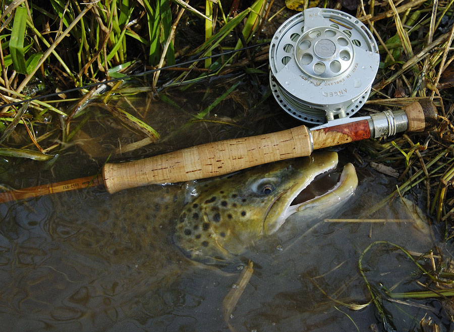 A gorgeous and rather large brown trout photographed next to my favorite fishing rod and reel, a Chris Carlin bamboo rod and Hardy Angel reel