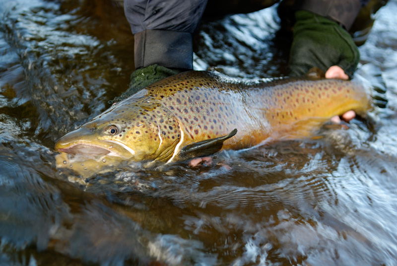 Another brown trout photographed as it is being released