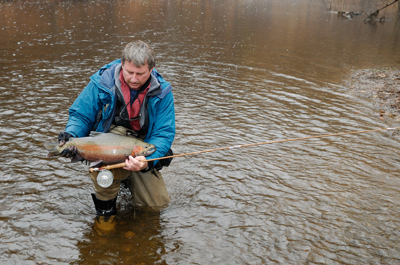 A beautiful rainbow trout