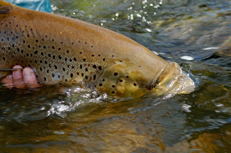 bright brown trout being released