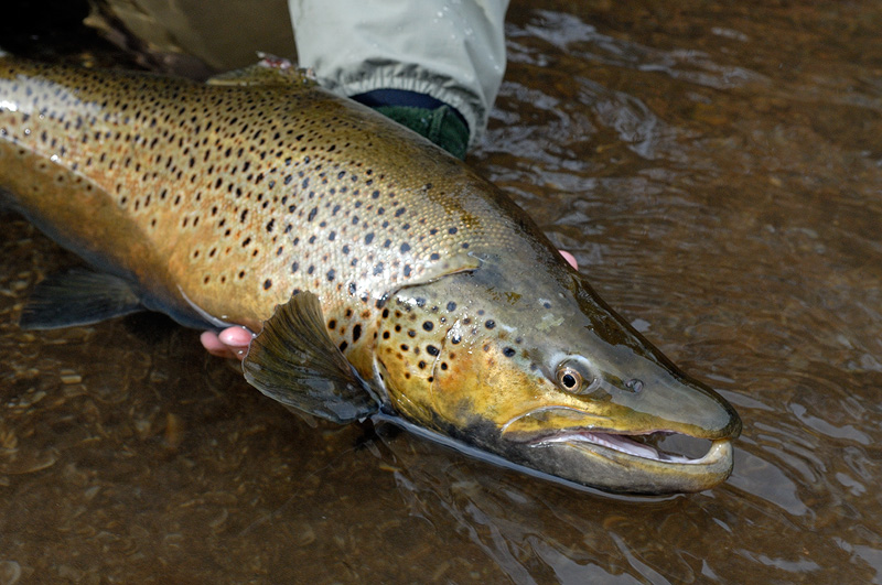 brown trout being released