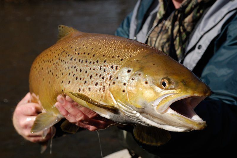 Salmo Trutta - Brown Trout