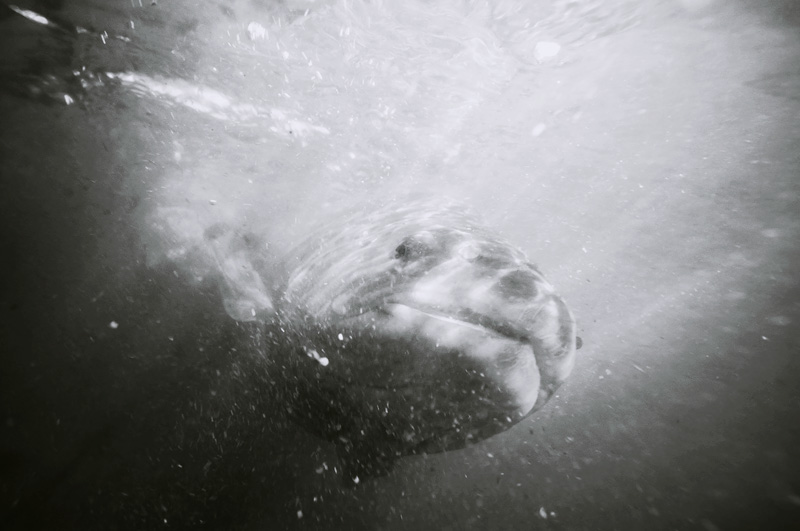 brown trout smiling for the camera