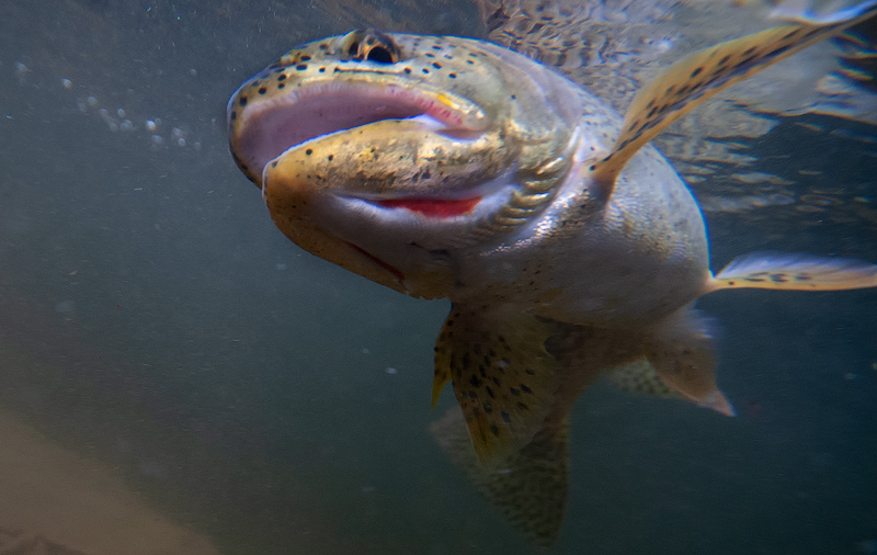 Washington State Sea Run Cuthroat Trout photographed underwater