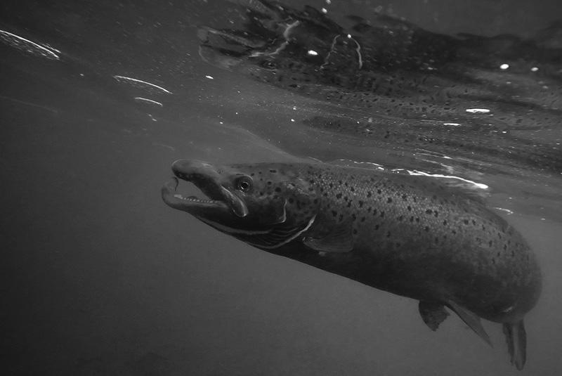 Black and white photo underwater Atlantic salmon