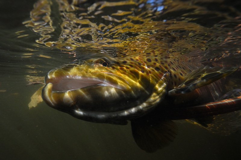 Underwater brown trout photo