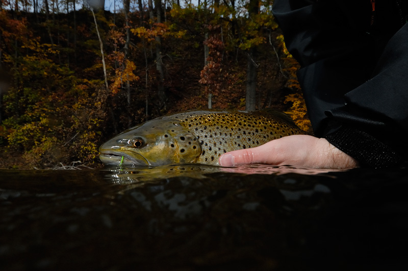 pretty little brown trout