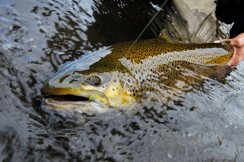 brown trout on the line