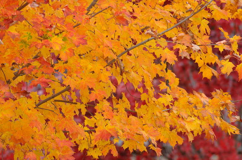 Fiery fall foliage colors