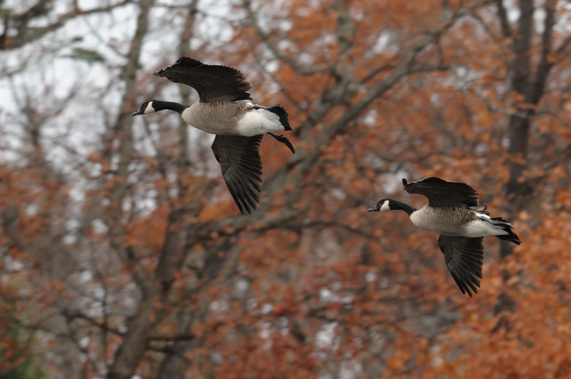 Canada Geese in flight
