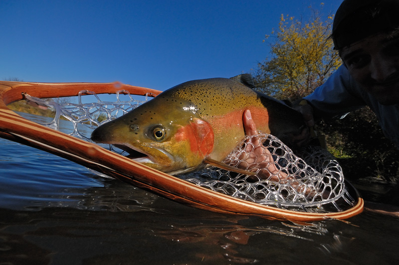 Gorgeous rainbow trout, caught, photographed and released