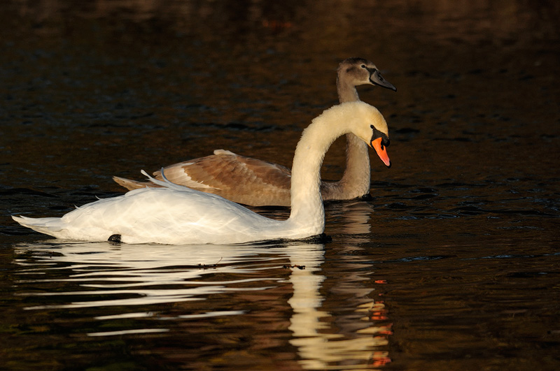 Pair of beautiful swans