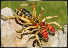 realistic Camel Spider