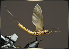 Realistic Hexaginia Mayflies