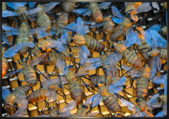 Mikimoto Pearls honeybees