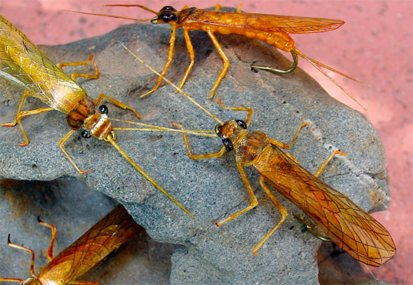 realistic adult golden stoneflies