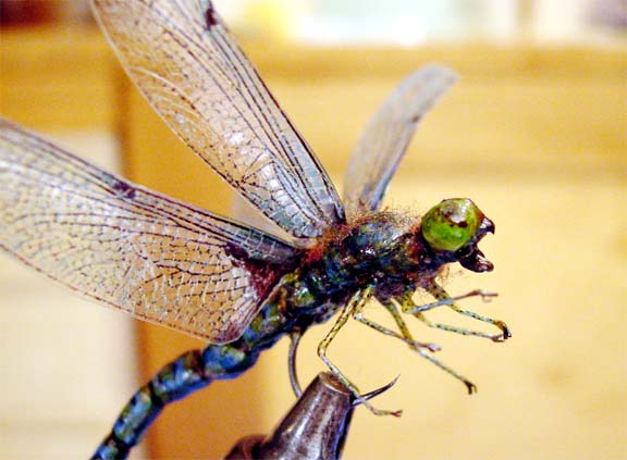 menacing scary looking adult dragonfly