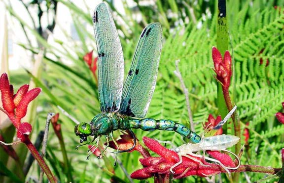 completed emerging dragonfly