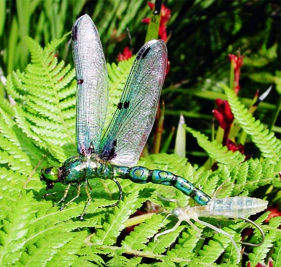 another picture of a realistic artistic emerging dragonfly