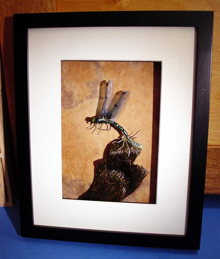 another picture of a realistic artistic emerging dragonfly