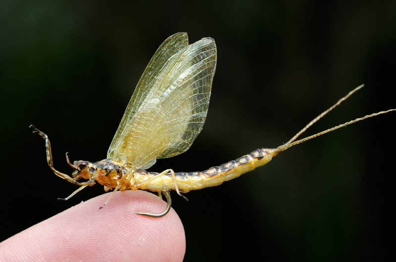 realistic hex mayfly on top of my finger