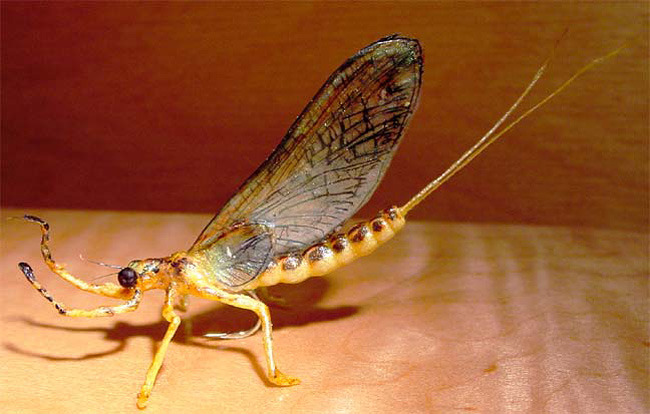 realistic mayfly photo copied and published in the Atlas of Creation