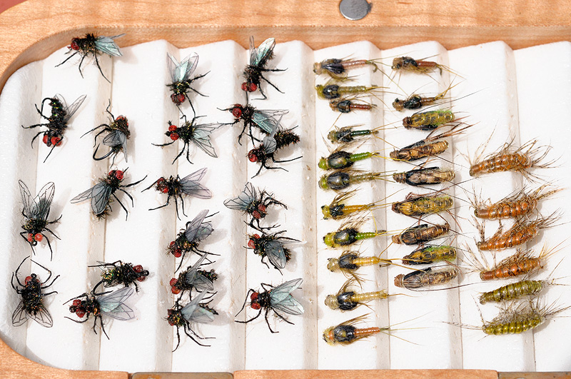 fly box with houseflies