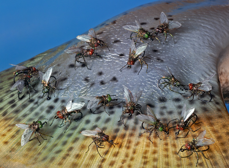 Realistic Houseflies created and tyed to be used as props in a movie production