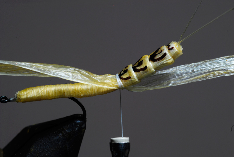 segmenting a realistic insect body with two pieces of Swiss straw raffia