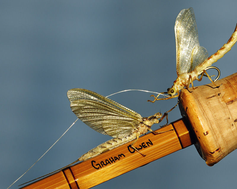 realistic hex mayfly on my bamboo fly rod