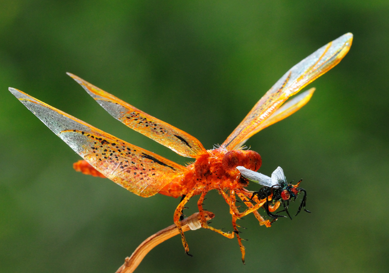 dragonfly art - realistic dragonfly with prey