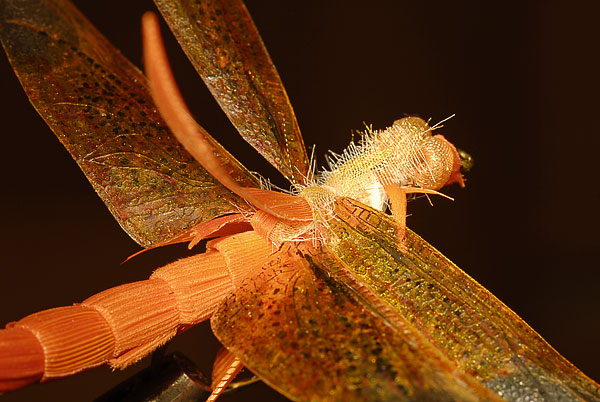 realistic fly tying dragonfly body