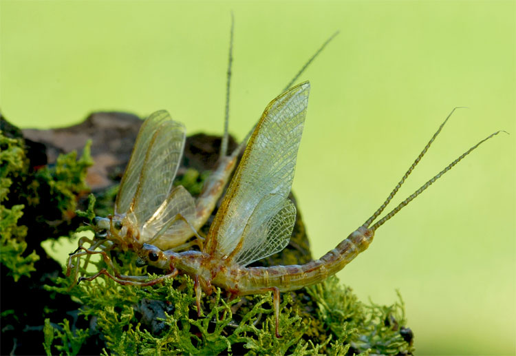 a pair of realistic hex mayflies