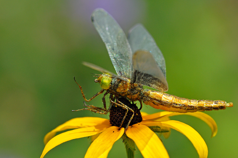 realistic yellow and brown dragonfly
