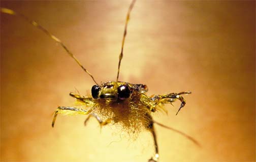 golden stonefly nymph