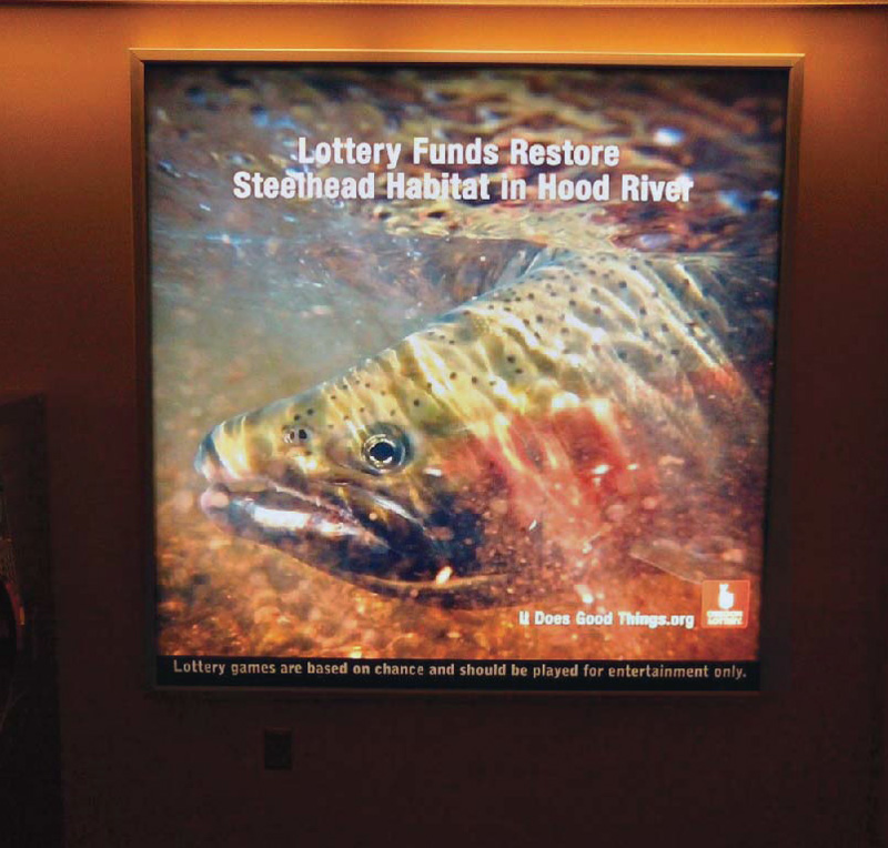 Steelhead trout displayed in Portalnd Oregon airport Lotto kiosks