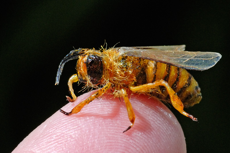 Realistic artificial honey bee posing on one of the fingers that created it