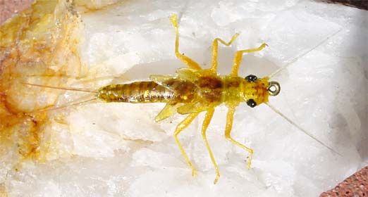 amazingly super realistic golden stonefly nymph
