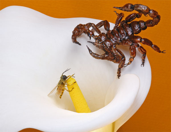 Realistic scorpion with a realistic bee