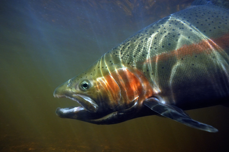 Beautiful steelhead rainbow trout photographed underwater