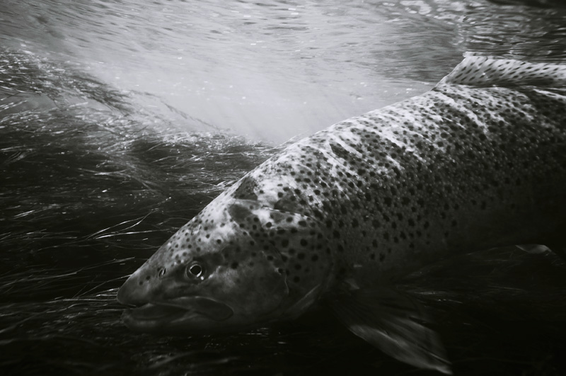 trout flipping its fin above the surface