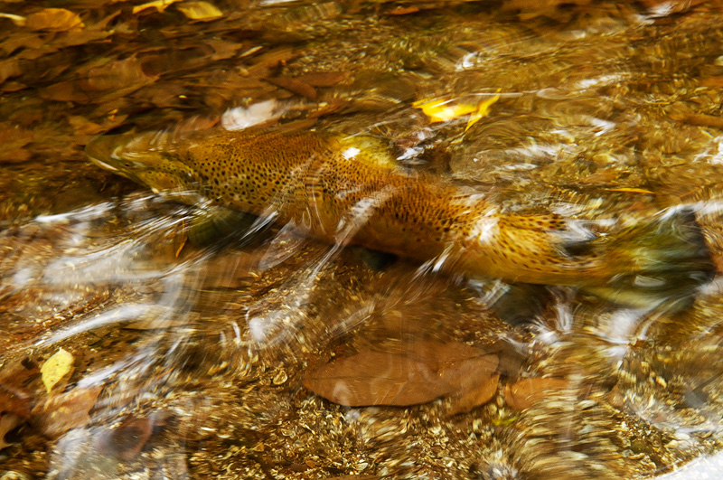 brown trout release seen from above, with fall leaves on the river bottom