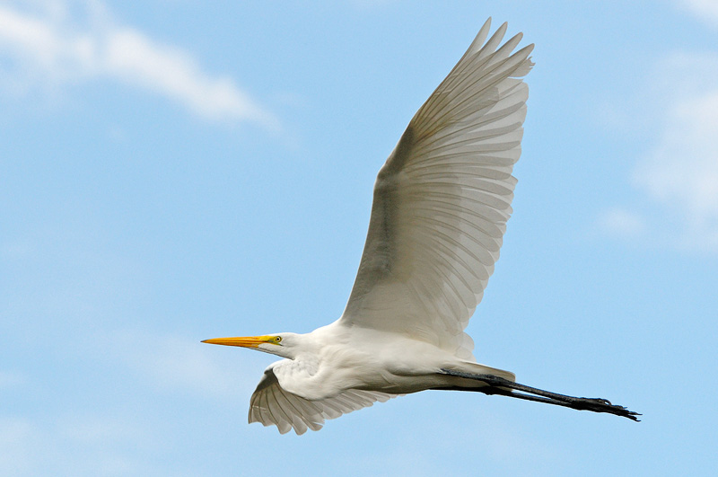 Great Egret in flight, nice wings